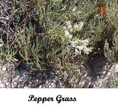 pepper grass