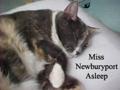 Miss Newburyport