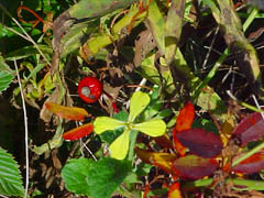 celandine and red berries