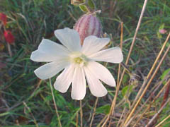 evening lychnis