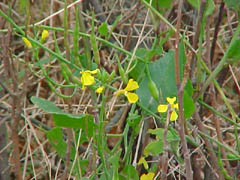 celandine