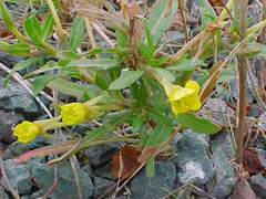 evening primrose