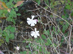 evening lychnis