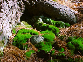 moss