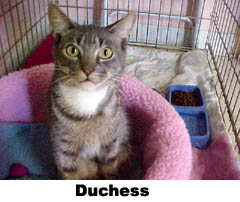 duchess