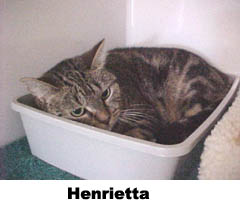 henrietta