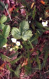 wild strawberries