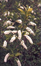 dune wildflowers