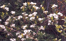 dune plants