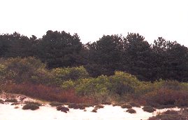 dune vegetation zones