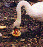 bagel swan