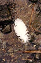 swan feather