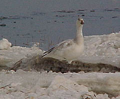 snow goose