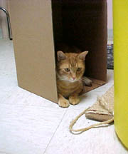 sandy in a box