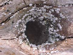 barnacles on driftwood