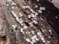 more barnacles on driftwood
