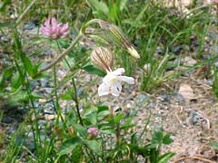 evening lychnis