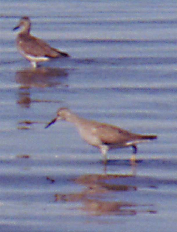 lesser yellowlegs