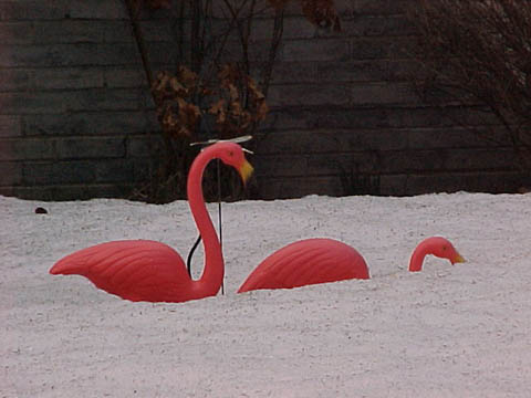 flamingos032401