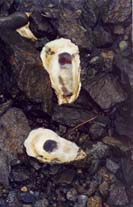 oyster shells