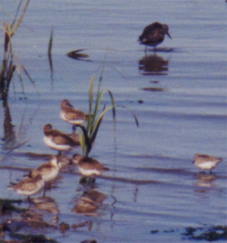 sandpipers