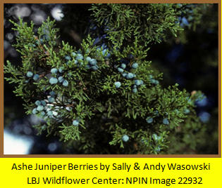 Ashe Juniper Berries