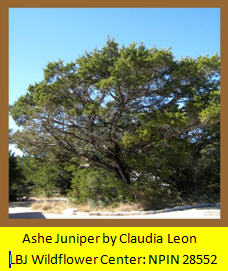 Ashe Juniper