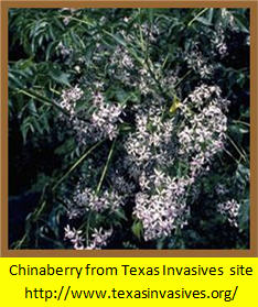 Honey Mesquite