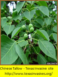 Agarita Berries