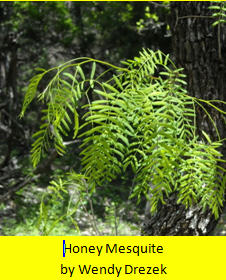 Honey Mesquite