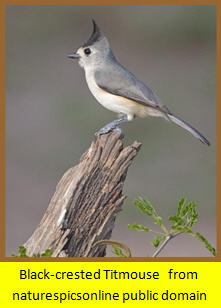 Titmouse