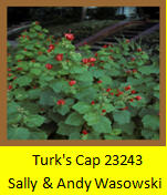 Turk' Cap