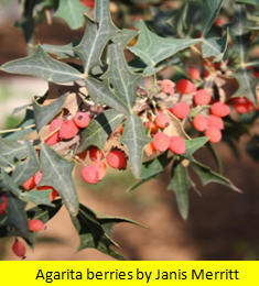 Agarita Berries