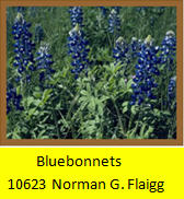 Bluebonnet