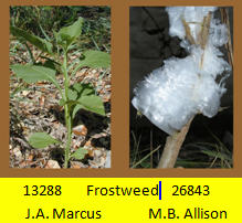 Frostweed