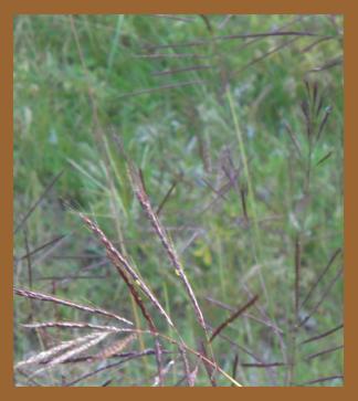 Australian Bluestem