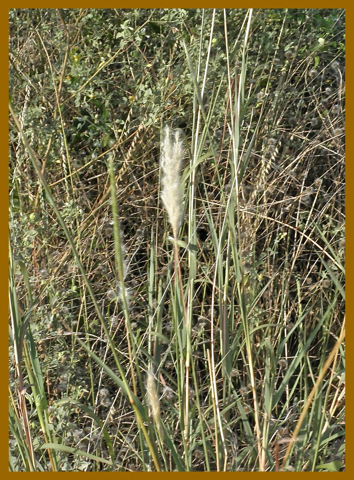 silver bluestem