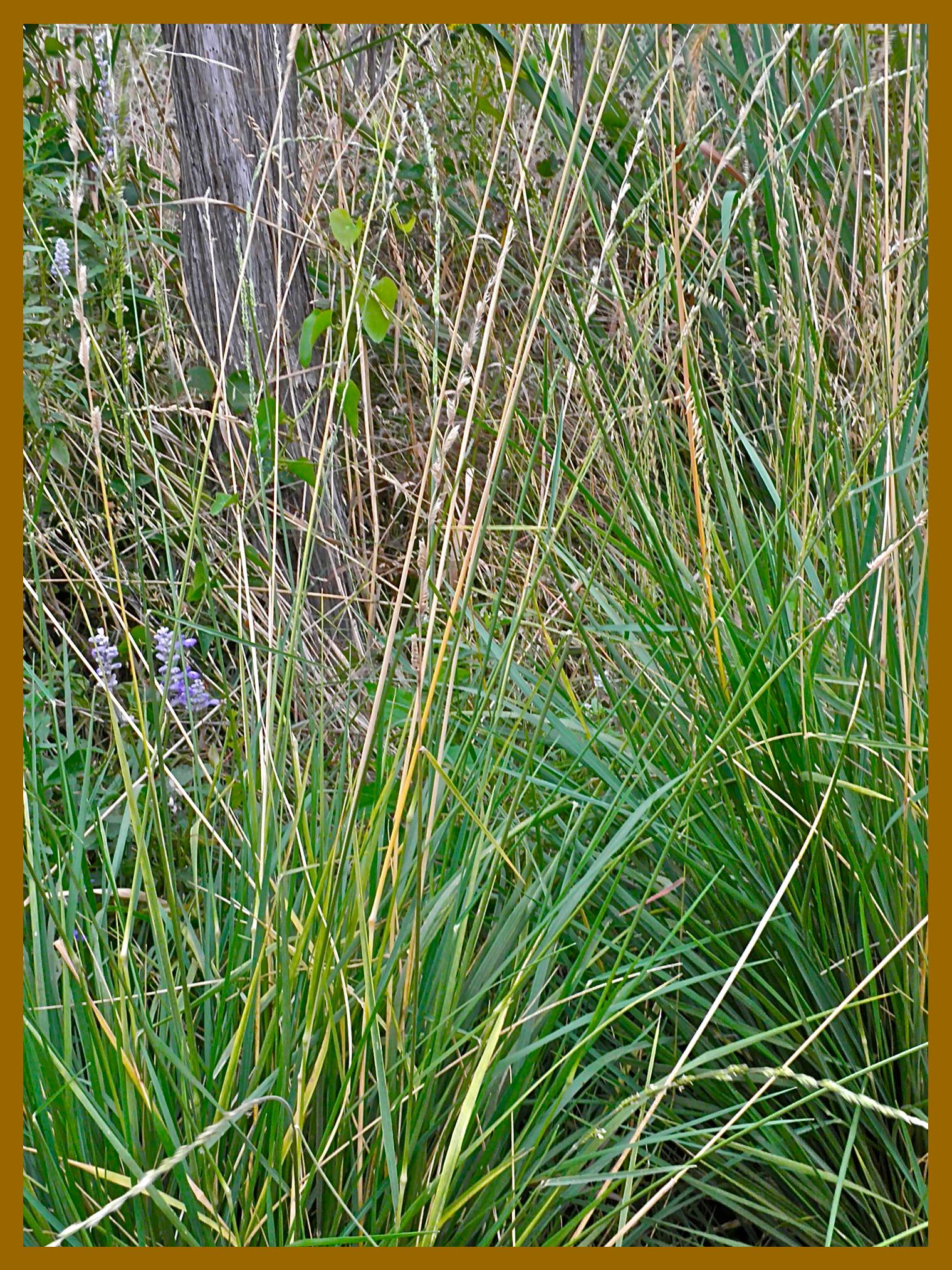 texas cupgrass