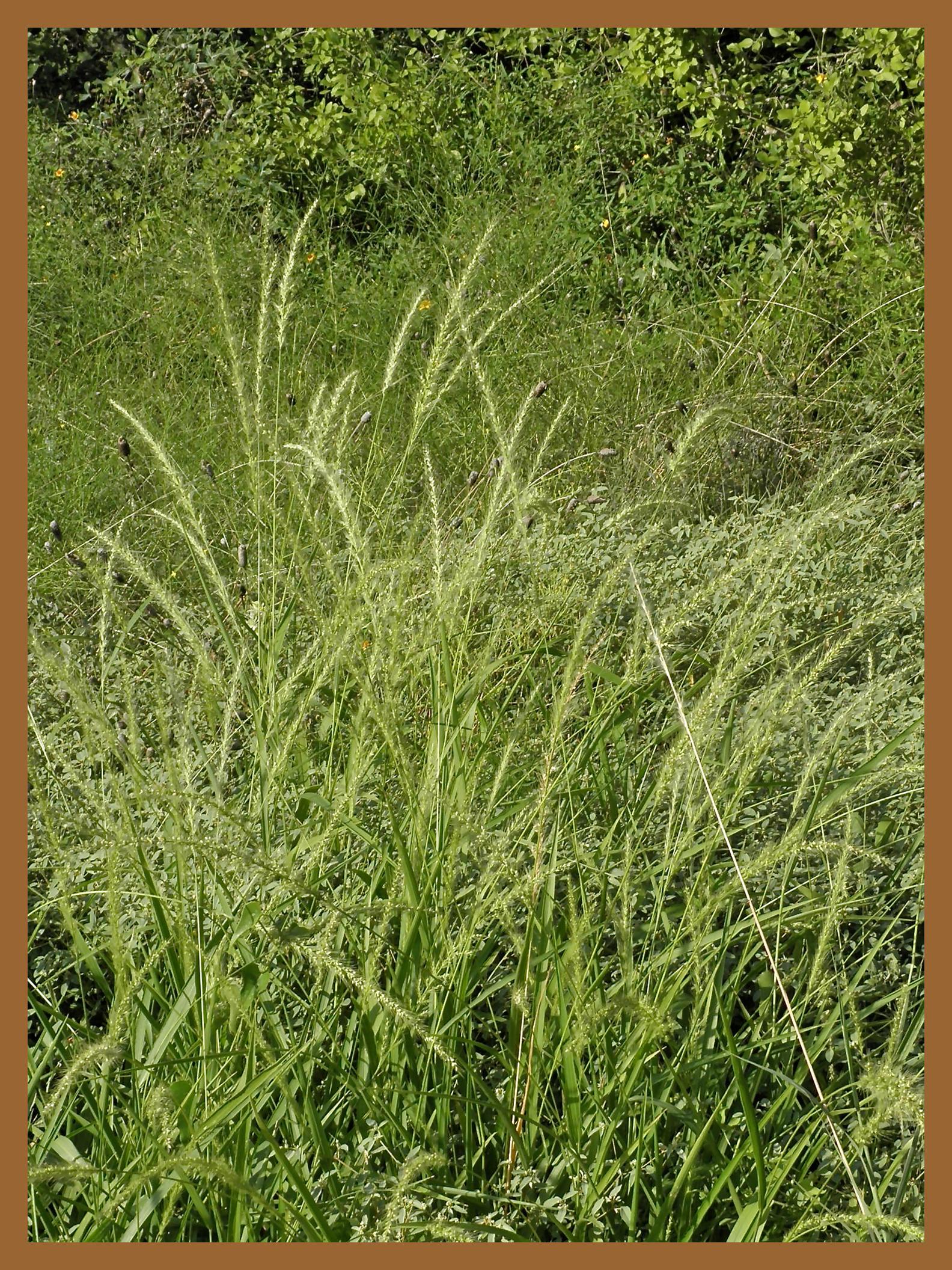 Southwestern Bristlegrass