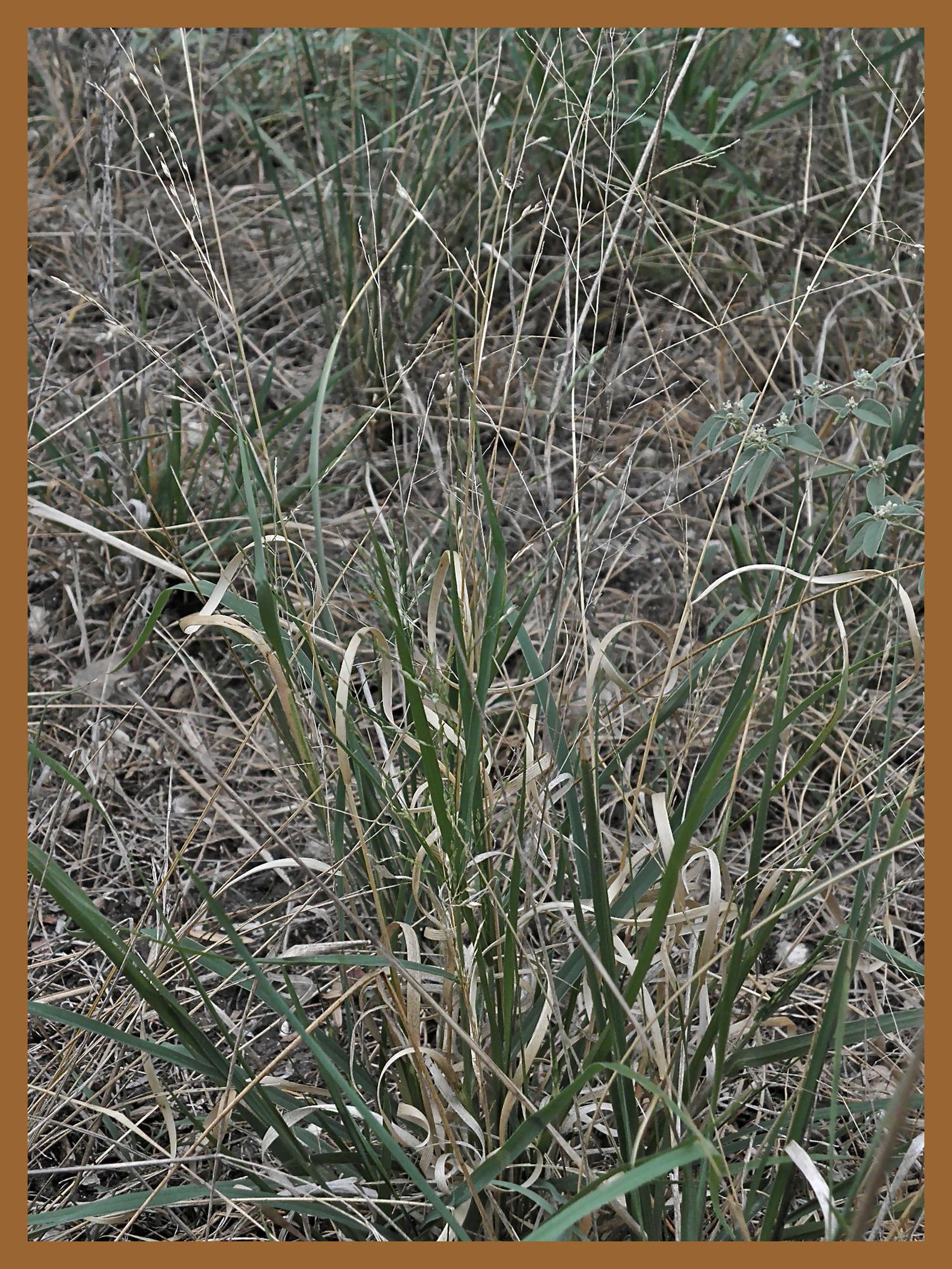 Hall's Panicum