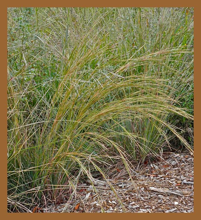 little bluestem