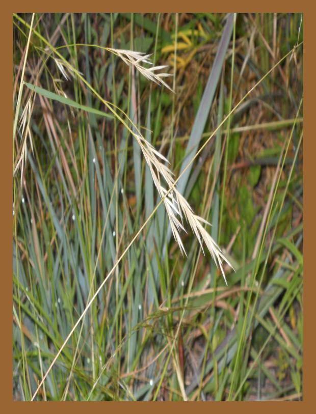 Texas wintergrass