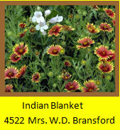 Indian Blanket