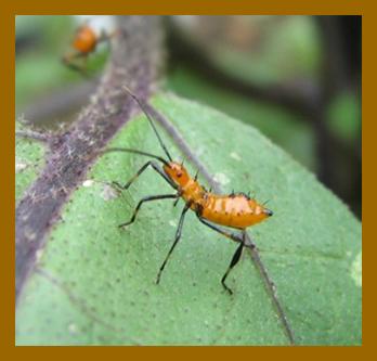 leaf-fooed bug