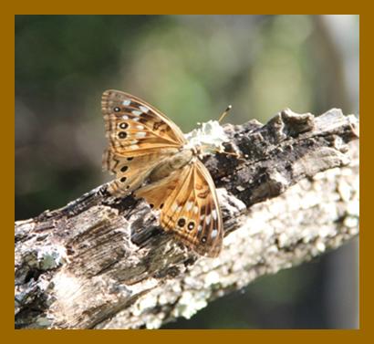 hackberry butterfly