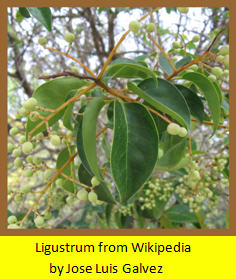 Agarita Leaves