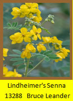 Lindheimer's Senna