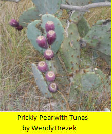 Prickly Pear