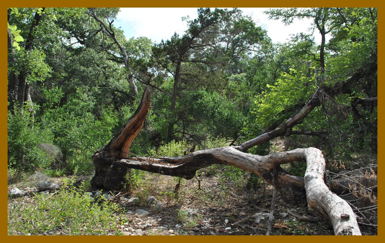 Riparian 2