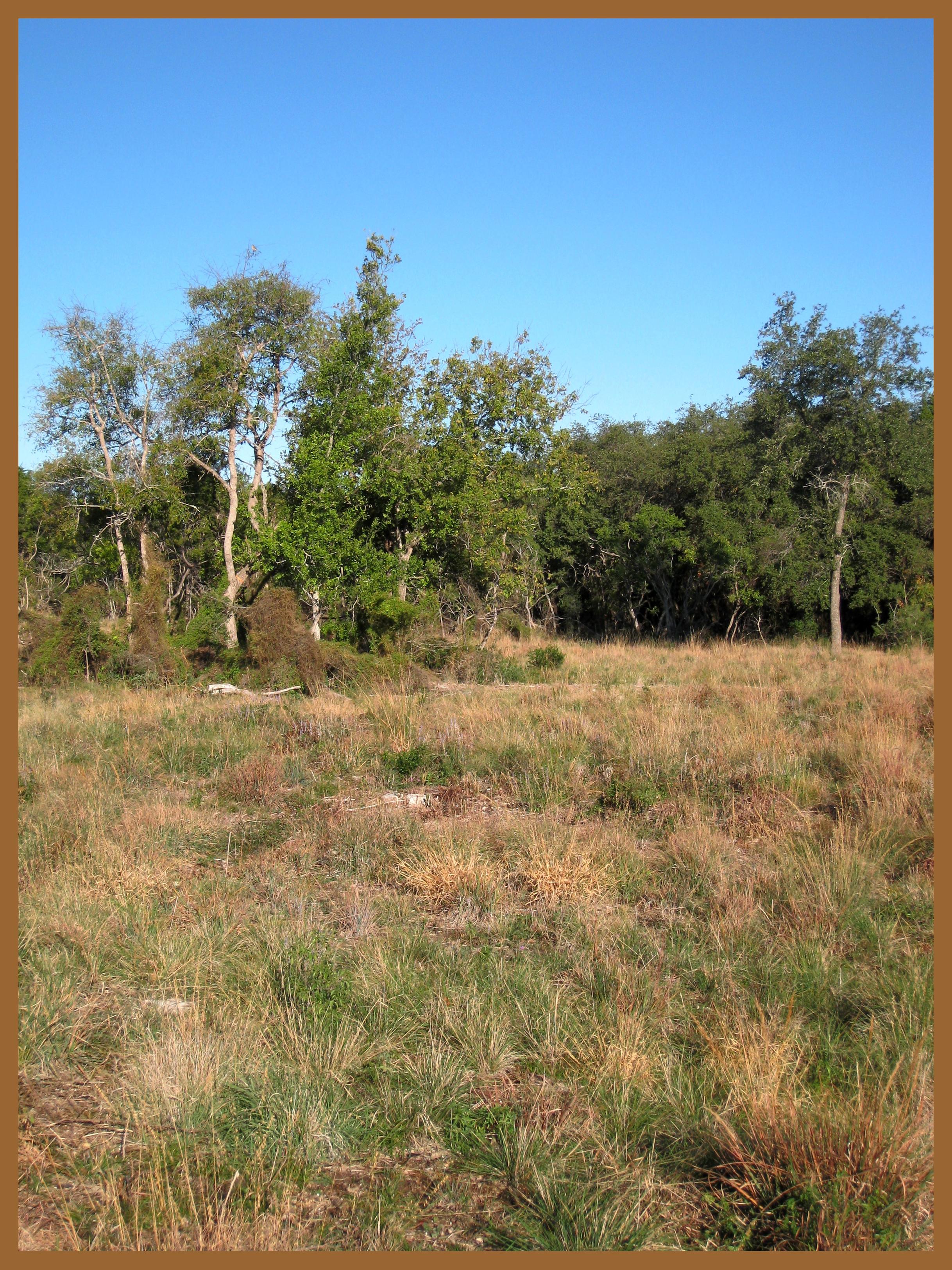 Savanna 2